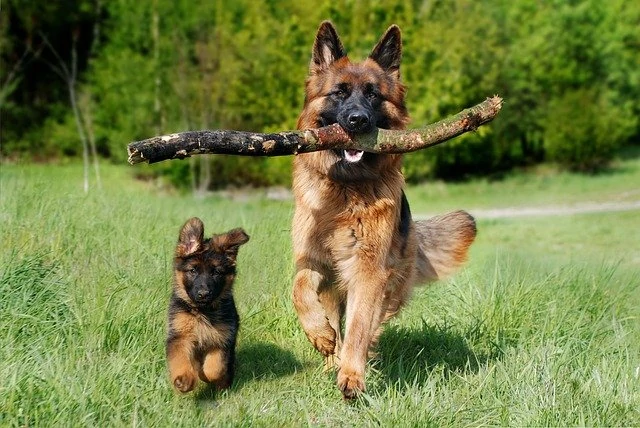Hunde sind willkommen